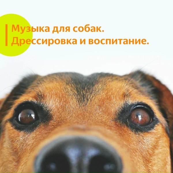 Обложка: dog&dog, Собачья музыка - Музыка для собак