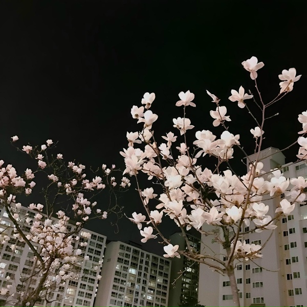 Обложка: fadinglight - flowers