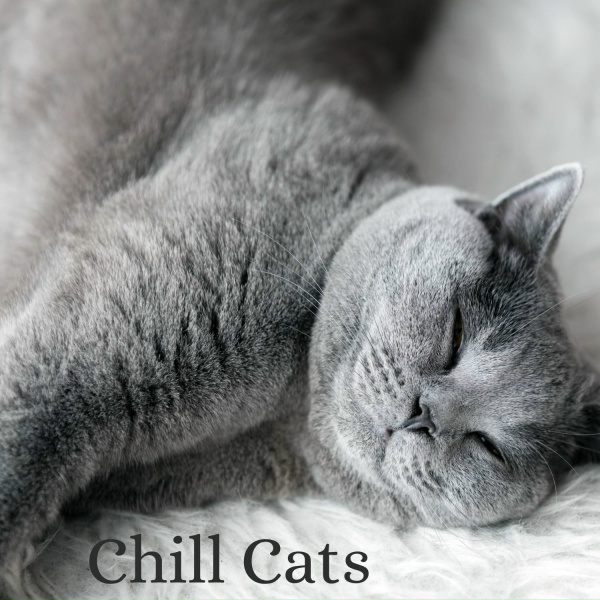 Обложка: Muziek voor Katten Afspeellijsten - Snoozing Cat