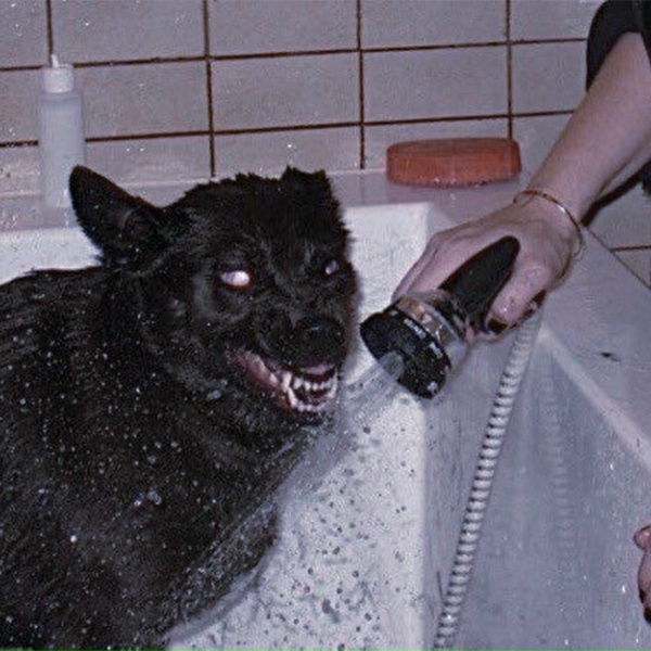 Обложка: dog isle - the blind one