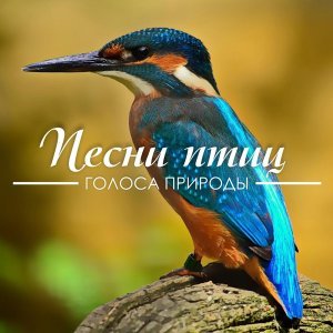 Обложка: Голоса природы. Песни птиц - Звуки коростеля