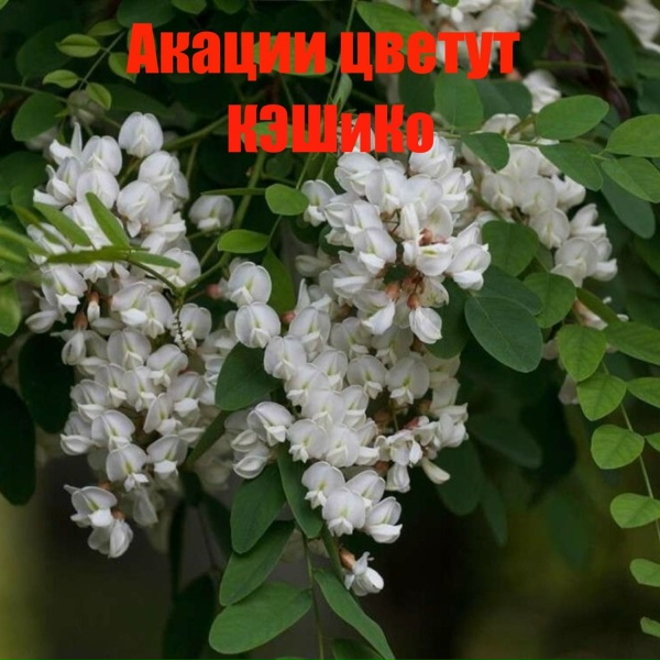 Обложка: КЭШиКо - Скажи мне что хочешь