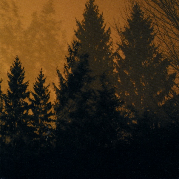 Обложка: If These Trees Could Talk - Above the Earth