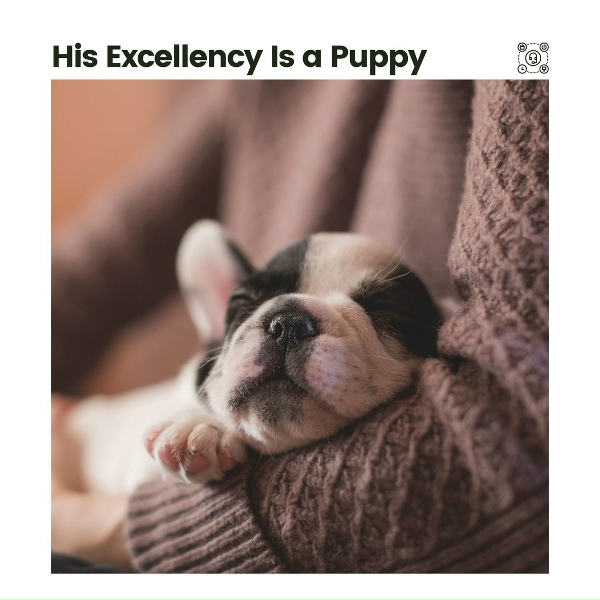 Обложка: Calming for Dogs - Calming Doggy Times, Pt. 15