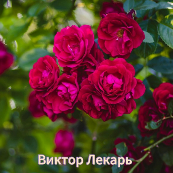 Обложка: Виктор Лекарь - Любимая моя