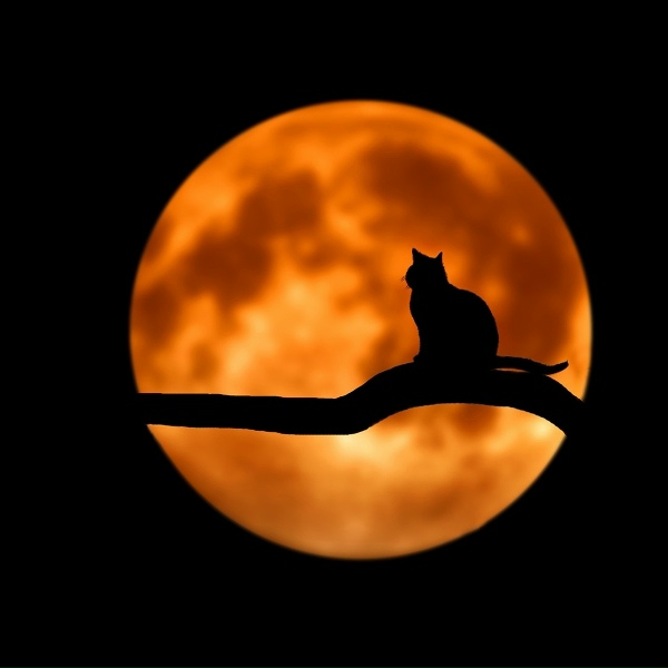 Обложка: Sunset Chill Out Music Zone, Sounds of Nature Relaxation, Zen Music Garden - Planet in Flux