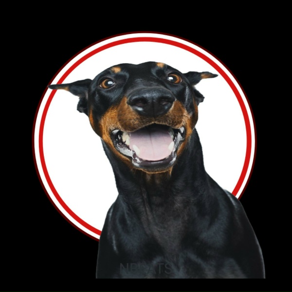 Обложка: nBeats - Sound to Call Dogs