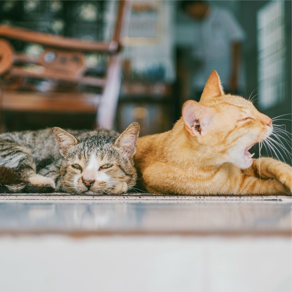 Обложка: Cat Music Therapy, RelaxMyCat, Cat Music - Bliss
