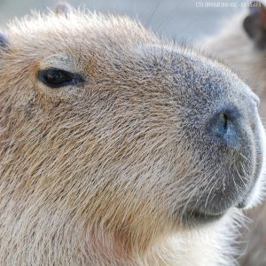 Обложка: Сто-Личный Она-Нас, Betsy - Capybara
