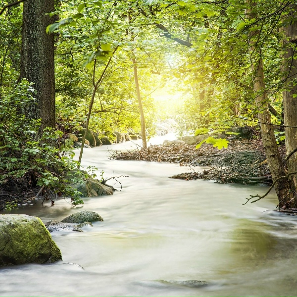 Обложка: The Relaxing Sounds of Swedish Nature - Rippling Water Streams