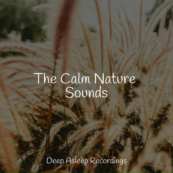 Обложка: Weather Factory, Deep Sleep Music Experience, Sleepy Times - Calm