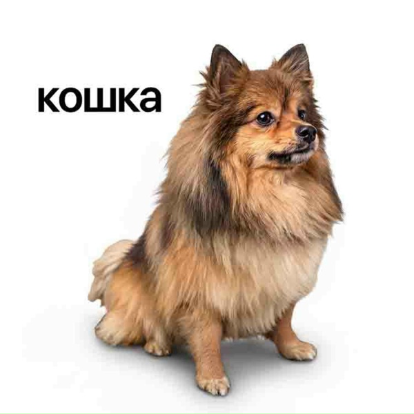 Обложка: Lida - Кошка