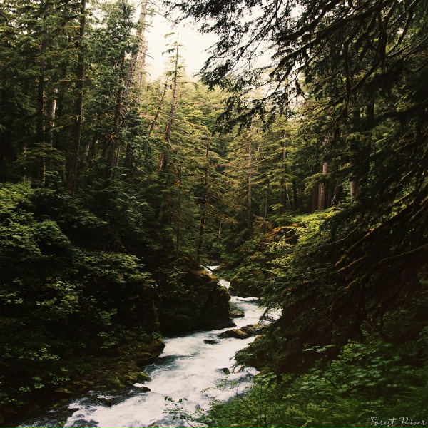 Обложка: Human Is Alive - Forest River