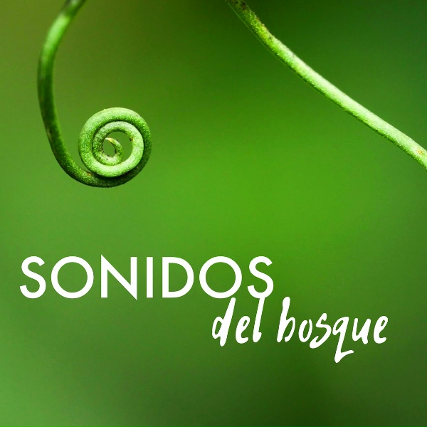 Обложка: Sonidos de la Naturaleza Star - Sonidos del Bosque