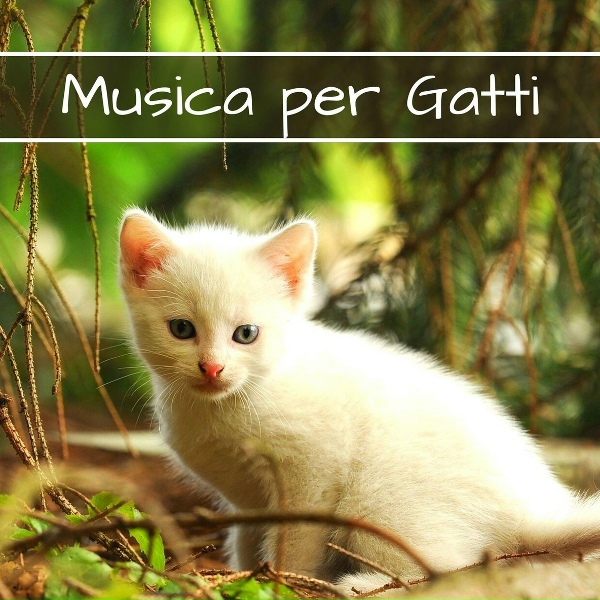 Обложка: Gatto Miao - Il mio migliore amico