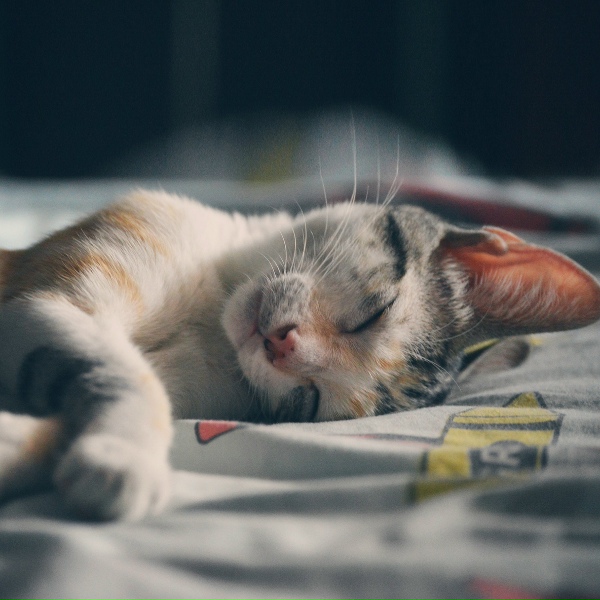 Обложка: The Rain Library, Deep Relaxation Meditation Academy, Internal Yoga - Eternal Peace