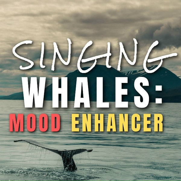 Обложка: Whale Sounds - Relaxing Whale