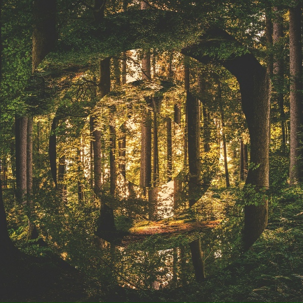 Обложка: jeremy messersmith - Fireflower