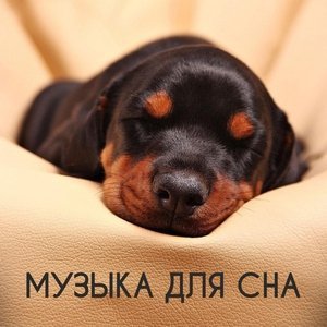 Обложка: Музыка для сна - Музыка для сна