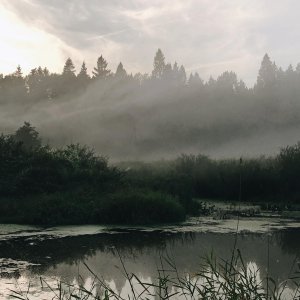 Обложка: музыка для сна - лес