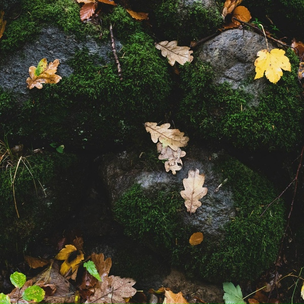 Обложка: Massage Tribe, Nature and Rain, Sol y Lluvia - Drips n Drops