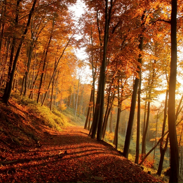 Обложка: Sally Clough - Leaves
