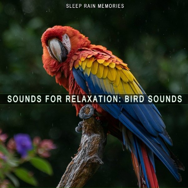 Обложка: Sleep Rain Memories - Fern Green