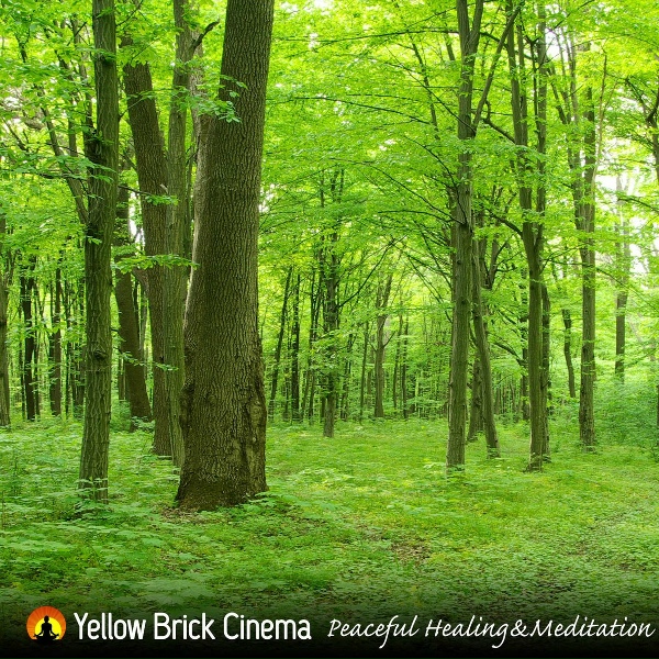 Обложка: Yellow Brick Cinema - Celestial Dreams