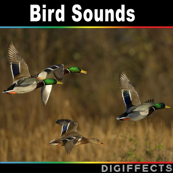 Обложка: Digiffects Sound Effects Library - Many Birds Singing