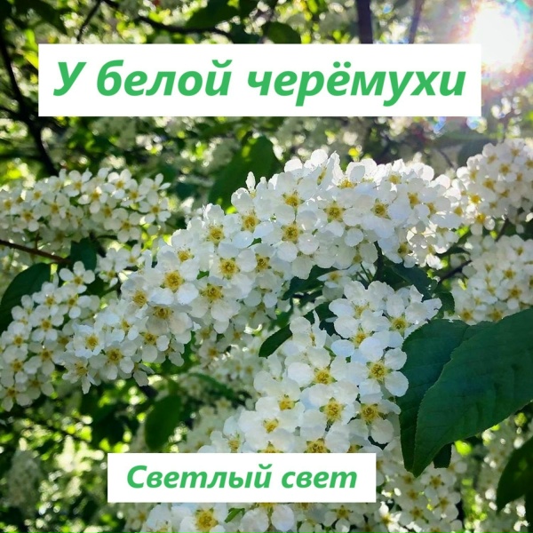 Обложка: Светлый свет - У белой черёмухи