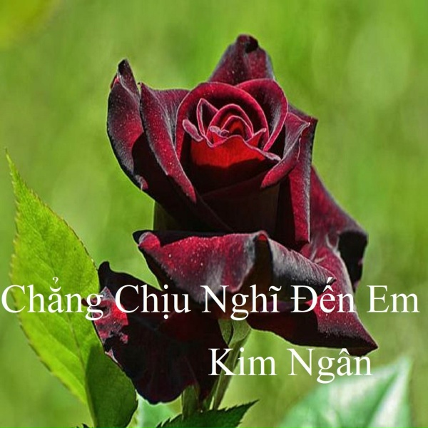 Обложка: Kim Ngân - Chẳng Chịu Nghĩ Đến Em 2